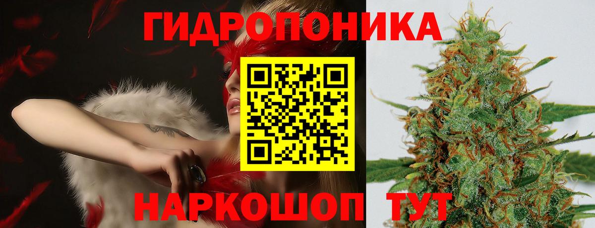 Каннабис сатива Моздок